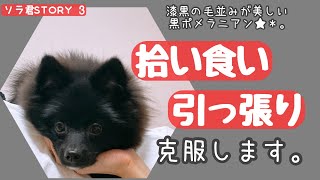 【生後5ヶ月ポメ③】拾い食いや引っ張りトレーニング