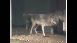 シンリンオオカミ　ジェイとキナコと仔オオカミ　雨の日も親子で遊ぶ