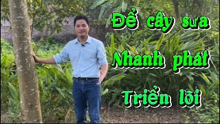 Để cây sưa nhanh ra lõi | Bùi công khánh