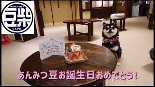 【豆柴】浅草店「あんみつ豆のお誕生日と写真特集📷✨」