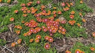 FIRE SPINNER® Delosperma | Garden Crossings