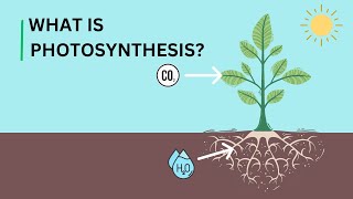 Photosynthesis - Conversion of light energy into chemical energy(Sugar)