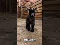 miniature donkey. the cutest thing you ll see today watch this shortsvideo youtubeshorts