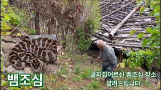 ( 뱀 ) 굴피집 특히 요즈음부터 뱀 많고 조심해야할곳을 화전민어르신께서 알려주시니 방문하시는분은 미리알고 조심하셨으면 좋겠어요 ~