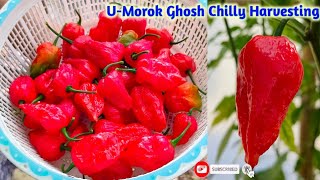 U-Morok / Ghost Pepper Harvesting 🌶️