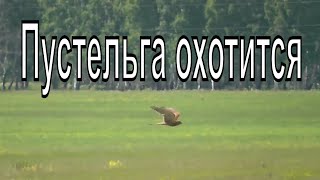 Сокол- пустельга охотится в поле. Пустельга зависает в небе. Новосибирская область.