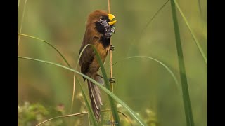 Black-Breasted Parrotbill