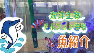 海水魚紹介！　マリンアクアリウム　動物専門学校 トリマー 動物看護師 アクアリウム 動物のお仕事