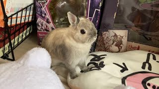 うさぎがクッションで遊ぶ様子が可愛すぎる