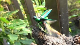 タマムシ飛び立つ！　　Chrysochroa fulgidissima