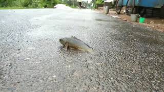 Incredibly changing living place fish,snake,ants crushing road /पनि बिना मछली के चलते हुए जगह बदलना।