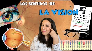 Los sentidos (III) - LA VISIÓN - Estructura del ojo