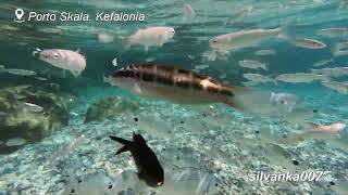 1/5 PORTO SKALA | TOP5 Best Snorkeling Beaches in KEFALONIA Greece | Swim Ionian Best Greek Islands