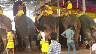 ആന പുറം കേറാനുള്ള പെടാ പാട് 🥺 | kerala elephant | palluruthy temple aana oottu 2024