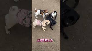 #pug #パグ #いぬ#ドッグラン