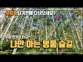 여기가 바로 진짜 힐링 스팟! 국내 최대 규모의 자작나무숲, 숨겨진 명품 숲길 | 힐링 여행 | 단풍 여행 | 경북 여행 | 당일치기 여행 | 국내여행