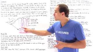 Stomach (Mucous Cells, Chief Cells, Parietal Cells, G Cells)