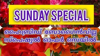 ഹൈബ്രിഡ് ബോഗൈൻവില്ല ചെടികൾ ഏറ്റവും വിലക്കുറവിൽ.#OFFER PRICE.#viralvideo #ട്രെൻഡിംഗ് #all#bougaivilla