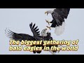 The biggest gathering of bald eagles in the world - 2024.
