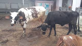 cow meeting