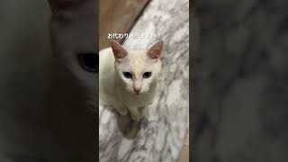 白猫は1人でお薬が飲めるようです。　#shorts #catvideos #猫 #cat #白猫 #キジトラ猫 #保護猫 #ねこのいる暮らし #ペット