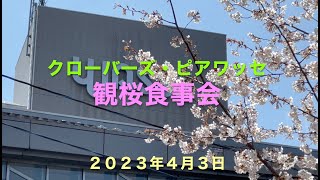 クローバーズ・ピアワッセの花見会食