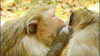 Very Cutest Big Braina Monkey Want to Making Love With King Mak And Come To Groom & Finding Lice To