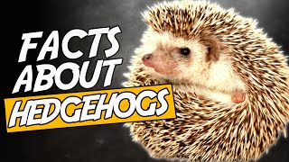 Top 10 Amazing Facts About Hedgehogs That Are So Cute