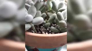 Pachyphytum Oviferum (Sukulent) Çelik Alma