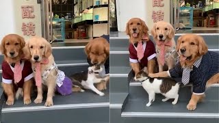 Dog Forces Cat To Join Family Photo