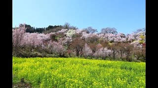 花見山公園　2023年3月28日撮影　福島県福島市花見山公園　今週末がピーク！