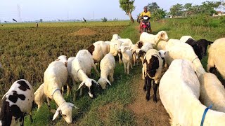 Gembala Kambing BANYAK - Dimana Anak Kambing Saya, SUARA Kambing.