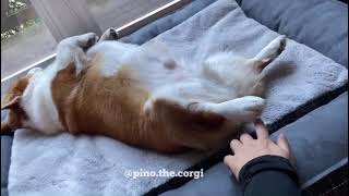 Wake up a sleepy corgi