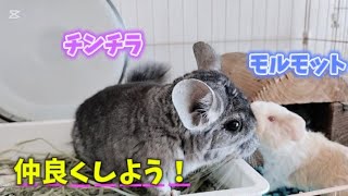 まさに天使！想像以上にかわいい小動物【チンチラ・うさぎ・モルモットの多頭飼育】