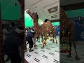 #qurbani #eiduladha #camel #viral #2025