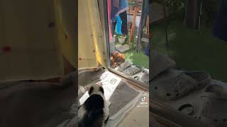 家猫とのらねこ　ここちゃん　茶トラ　#cat #猫 #猫バズってる動画