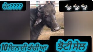 ਝੋਟੀ  ਸੇਲ Cow Sale 10  ਦਿਨ ਕੱਚੀ ਆ ਮਿੱਤਰੋ Number 8198863868 #sale #cow #automobile #viralvideo #Sale