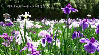 未来に残したい大分『神楽女湖の花菖蒲』