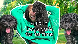 Ayla’s First Adventure at the Dog Park in Abu Dhabi! 🐶✨