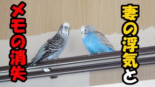 セキセイインコ 妻の浮気を疑う