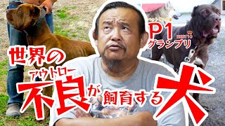 【ベスト10】世界の不良が飼育する犬【P1グランプリ】