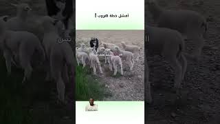 #funny #my_kingo #دوبلاج #خروف #ضحك #اكسبلور #دبلجة_مضحكة #السعودية #كوميديا #video