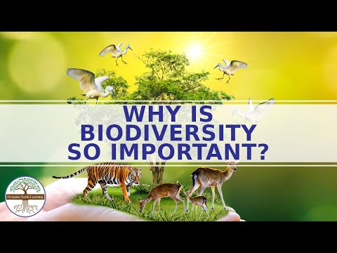 Why biodiversity is important for ecosystem?