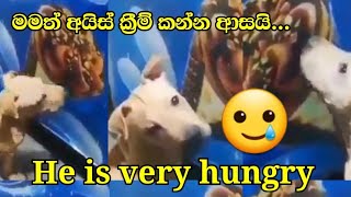 Dog eating ice cream | එයාටත් හරි බඩගිනියි #dogs #funnydogs #petanimals #dogeating #icecream #shorts