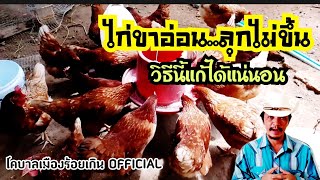 ไก่ขาอ่อนแรง..ลุกไม่ขึ้น..วิธีนี้แก้ได้แน่นอน