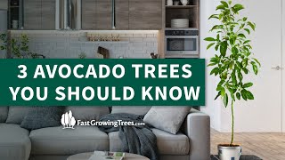 3 Avocado Trees You Should Know - Hass, Cold Hardy, \u0026 Condo™ | FastGrowingTrees.com