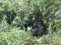 gorilla trekking in bwindi in uganda in 2006