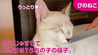 【猫おもちゃ】猫がとろける「ねこじゃすり」を試してみた結果。かわいいが過ぎる子猫。