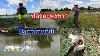 『私達。We’re / พวกเรา! 』バラマンディ 養殖池 ปลากะพงขาว Barramundi Part 1 00050