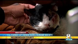 Humane Society being sued over Bart the 'zombie cat' custody